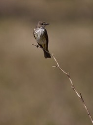 Flycatcher, Vermillion 19