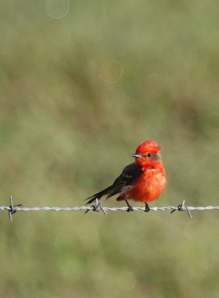 Flycatcher, Vermillion  Pyrocephalus rubinus2