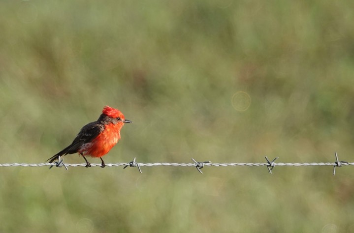 Flycatcher, Vermillion  Pyrocephalus rubinus