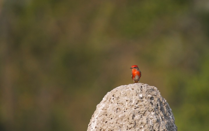 Flycatcher, Vermillion a