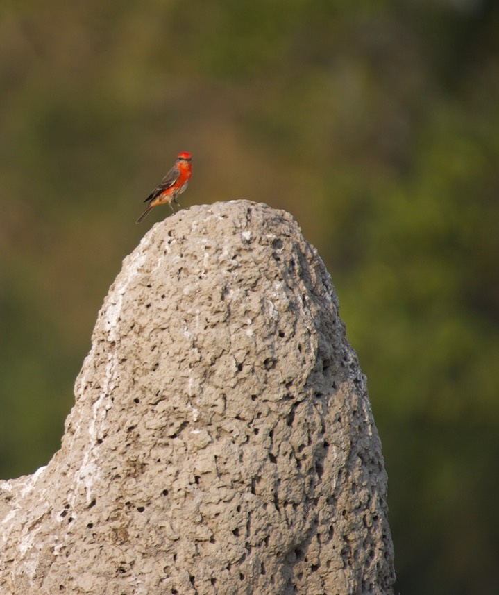 flycatcher Vermillion b