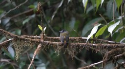 Flycatcher, Western Ornate (Cerro Montezuma, Colombia)