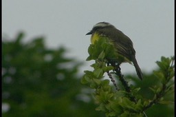 Flycatcher, White-ringed