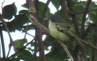 Flycatcher, Yellow-margined 1