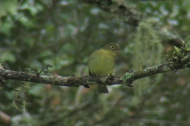 Flycatcher, Yellowish1