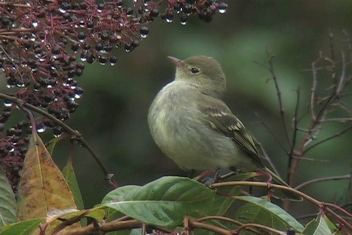 Flycatcher, Yellowish2