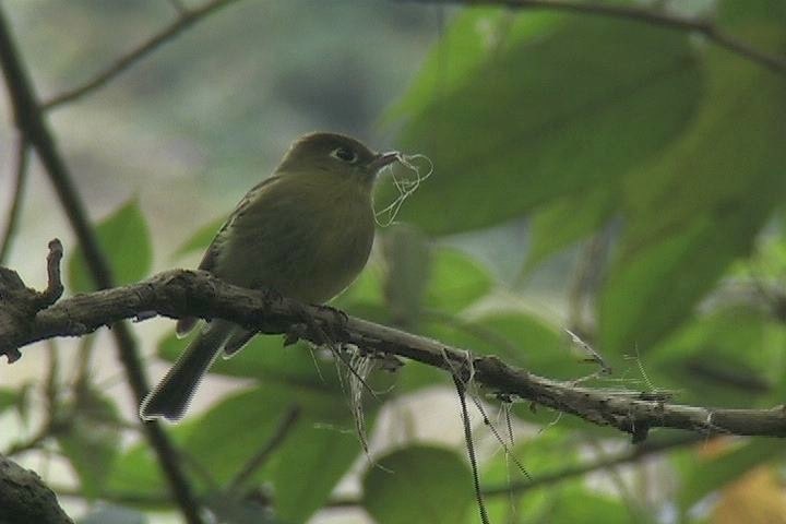 Flycatcher, Yellowish