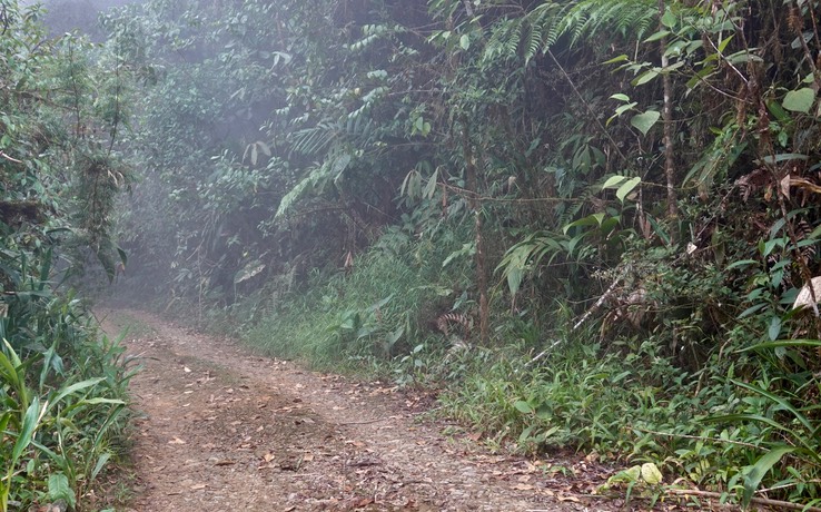 fog on road up cerro montezuma