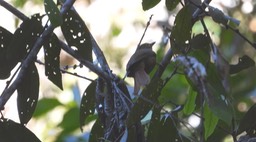 Foliage-gleaner, Montane (Colombia)