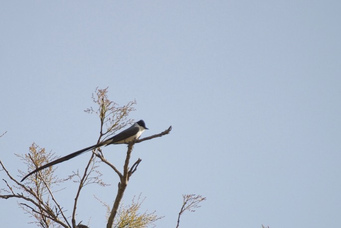 fork-tailed Flycatcher20