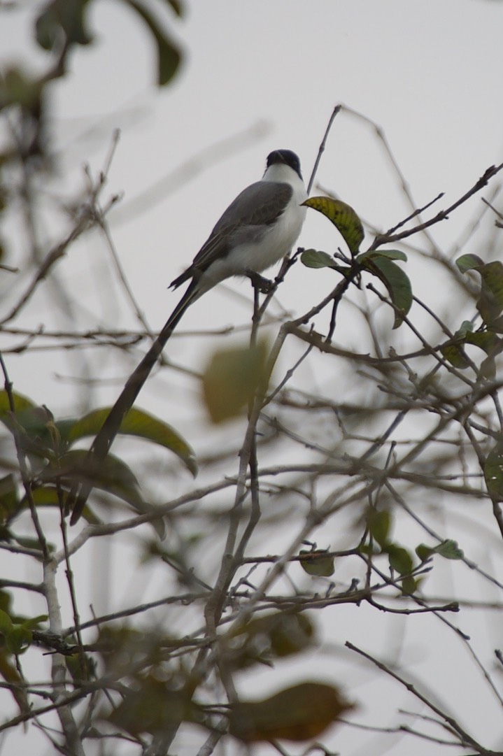 Fork-tailed Flycatcher5