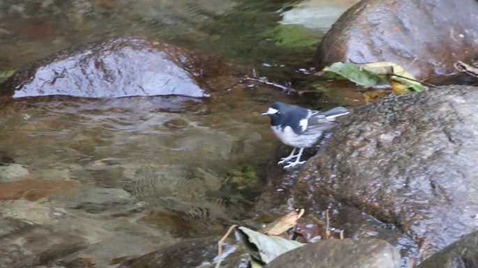Forktail, Little 5