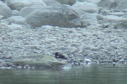 Forktail, Spotted 3