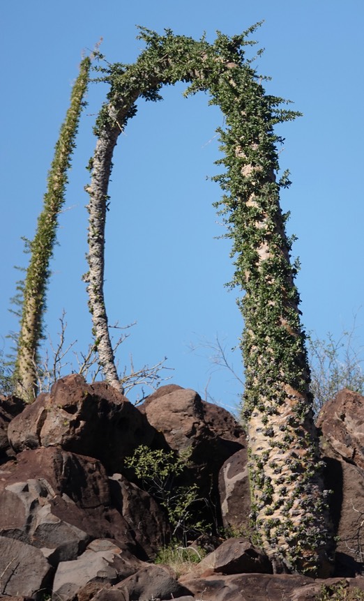 Fouquieria columnaris 2