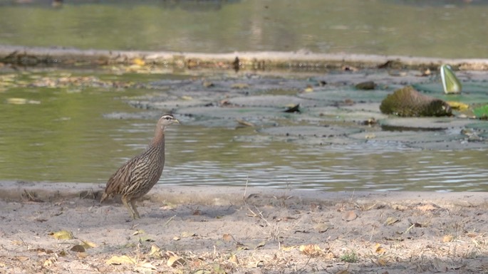 Francolin, Double-spurred - Senegal 1