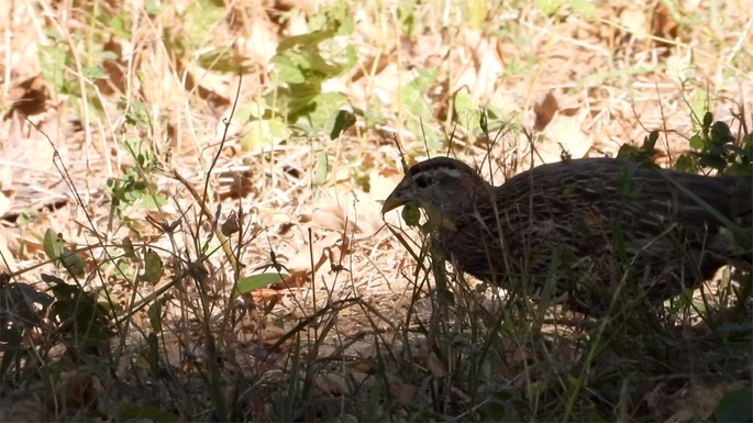 Francolin, Double-spurred - Senegal2