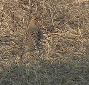 Francolin, Grey 4