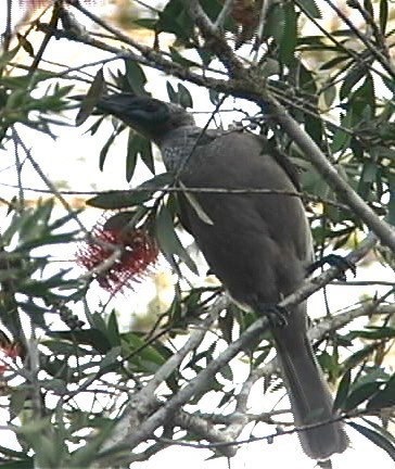 Friarbird, Helmeted 1