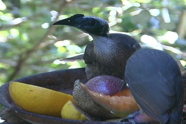 Friarbird, Helmeted 5_1