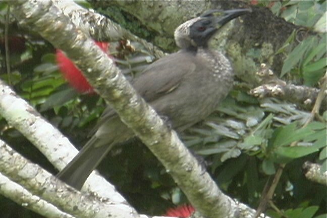 Friarbird, Helmeted 5