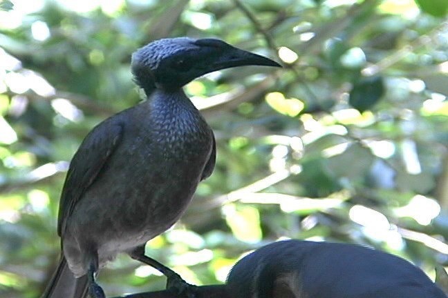 Friarbird, Helmeted 6_1