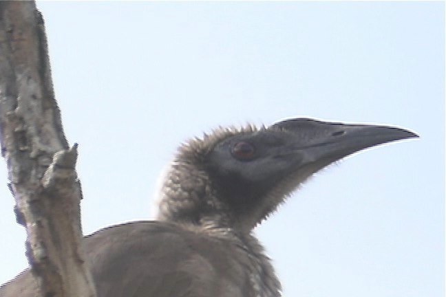 Friarbird, Helmeted 6