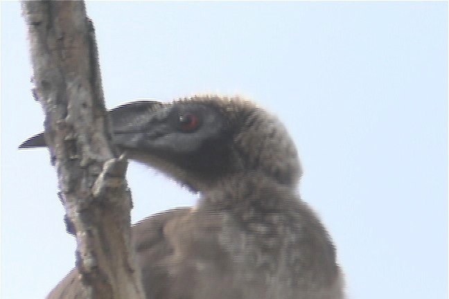 Friarbird, Helmeted 7