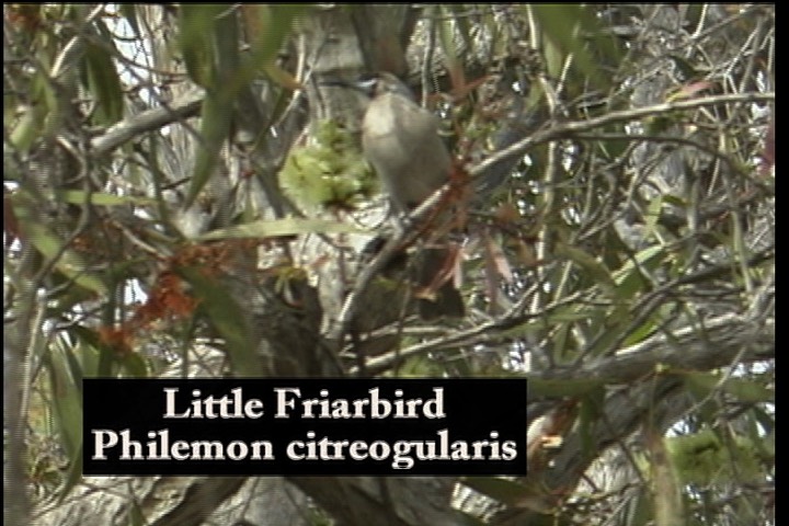 Friarbird, Little 1