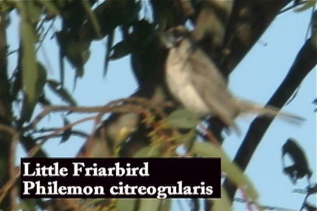 Friarbird, Little 1