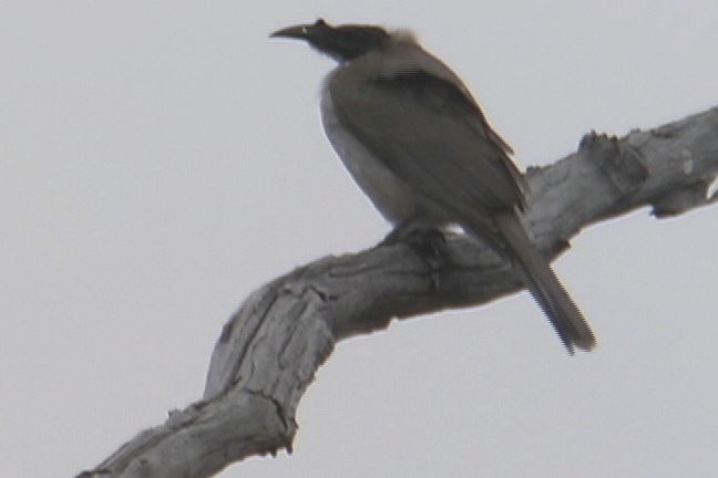 Friarbird, Noisy 2