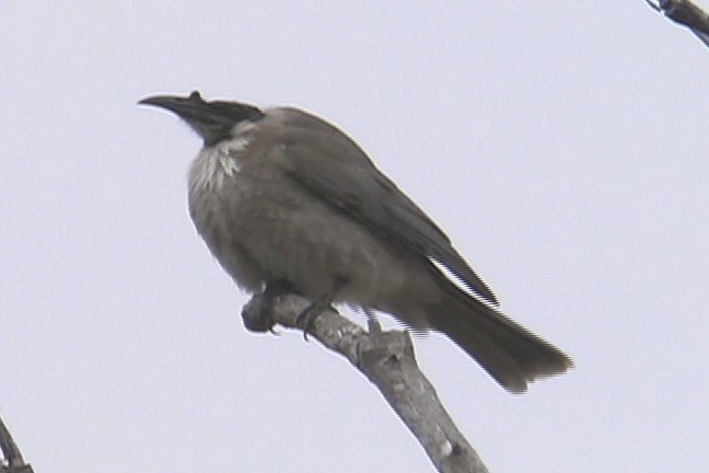 Friarbird, Noisy 3