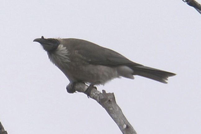 Friarbird, Noisy 4