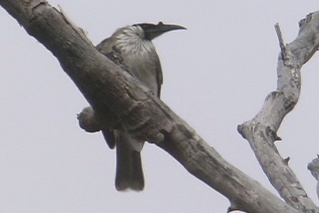 Friarbird, Noisy 5