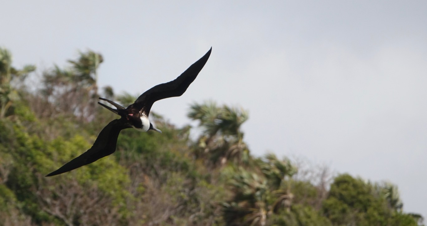 Frigatebird, Magnificent - little tobago Island 18-1