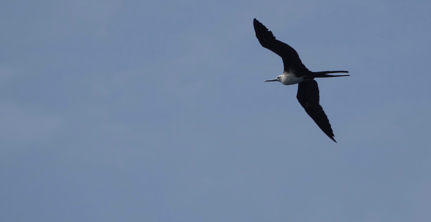 Frigatebird, Magnificent 18-2