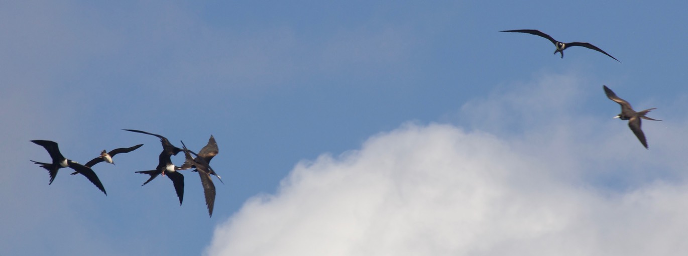 Frigatebird, Magnificent1