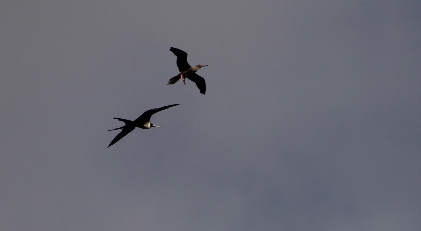 Frigatebird, Magnificent10