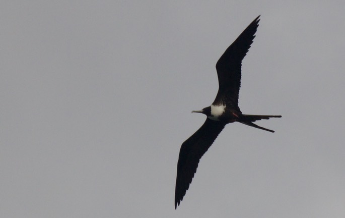 Frigatebird, Magnificent11