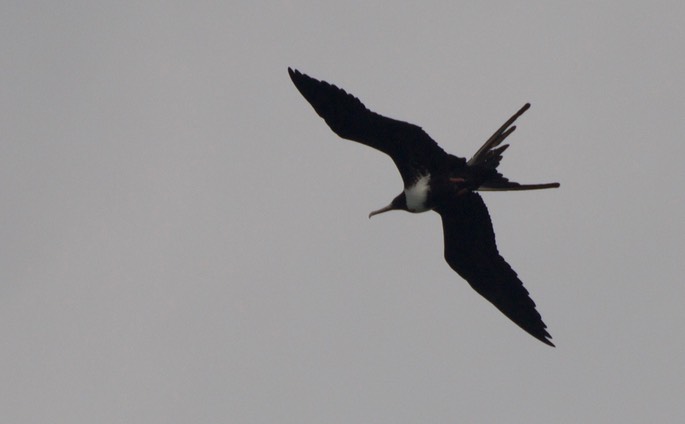 Frigatebird, Magnificent12