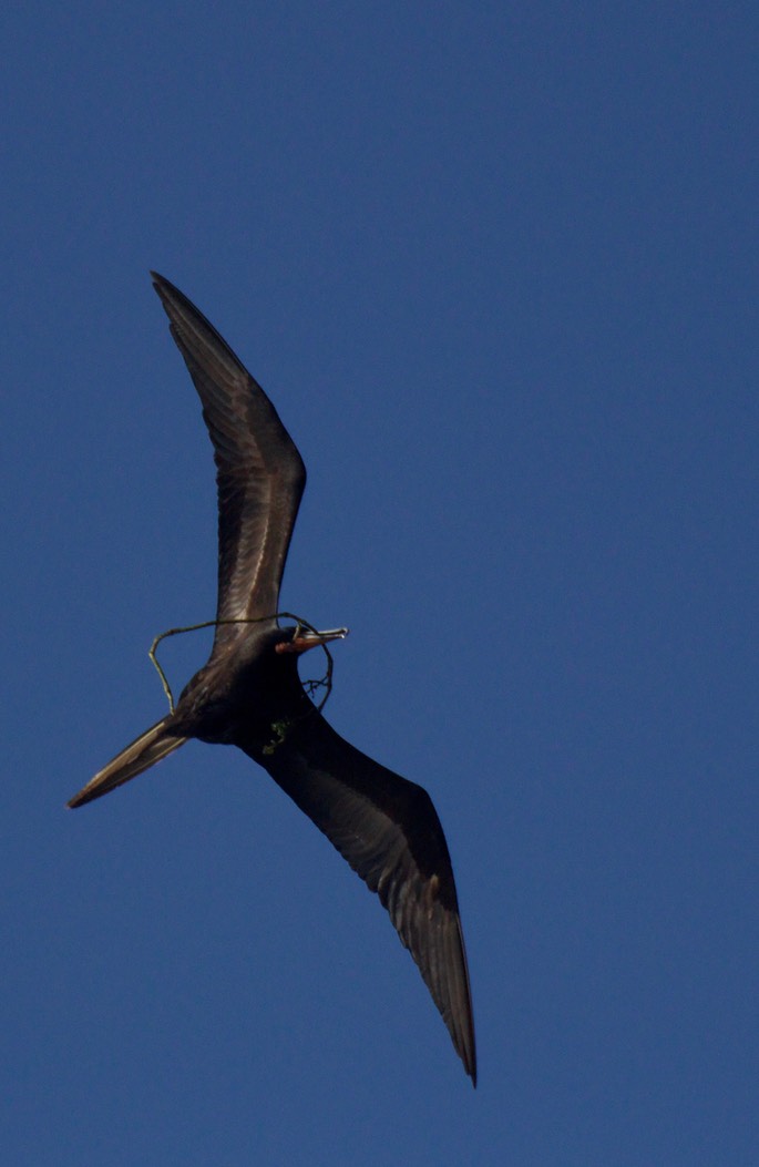 Frigatebird, Magnificent13