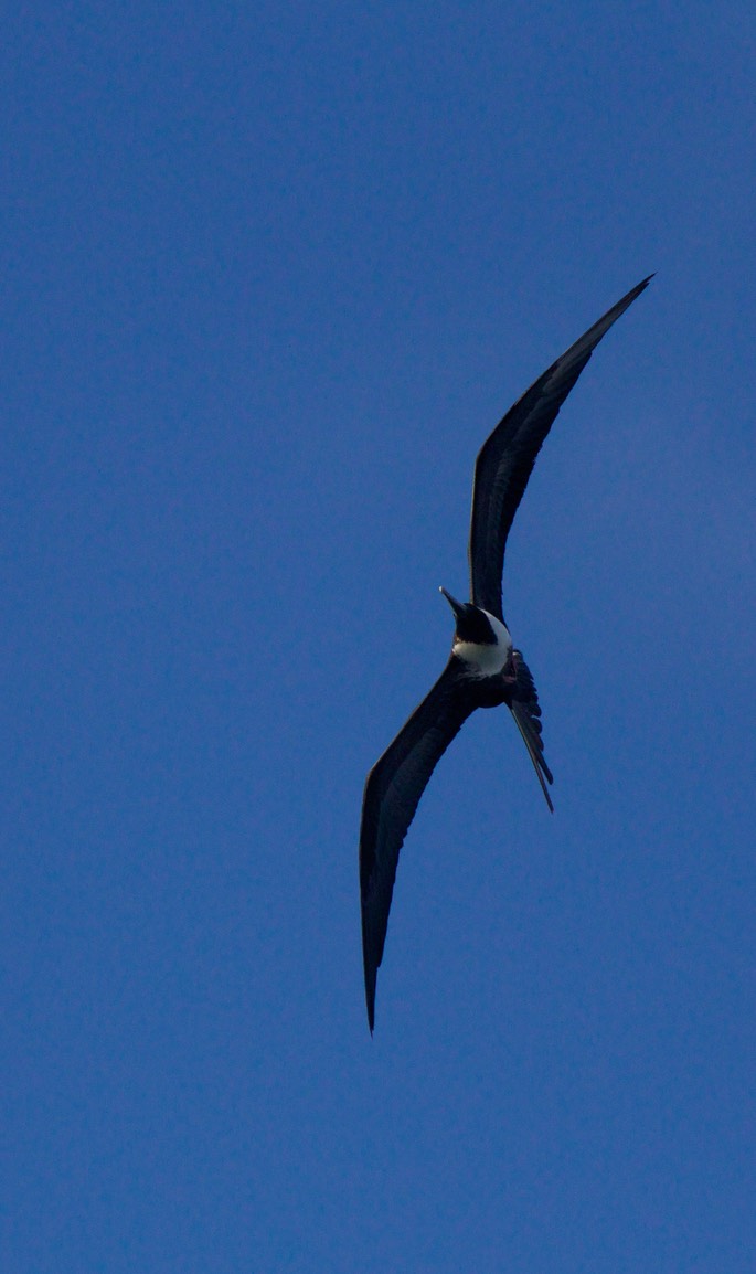 Frigatebird, Magnificent14