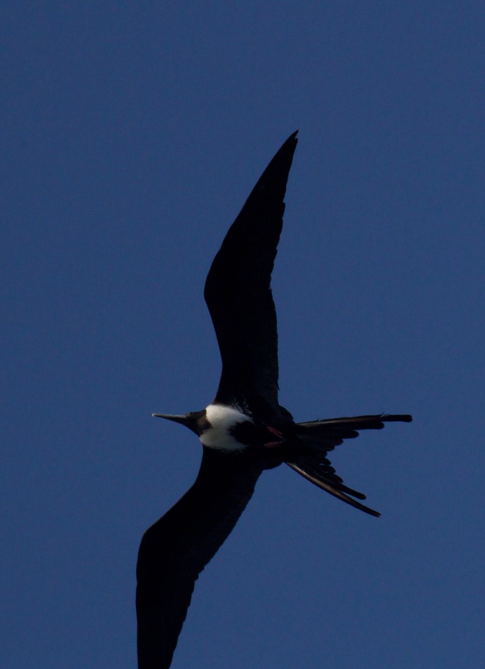 Frigatebird, Magnificent15