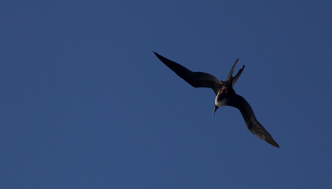 Frigatebird, Magnificent16