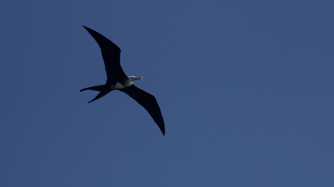 Frigatebird, Magnificent17