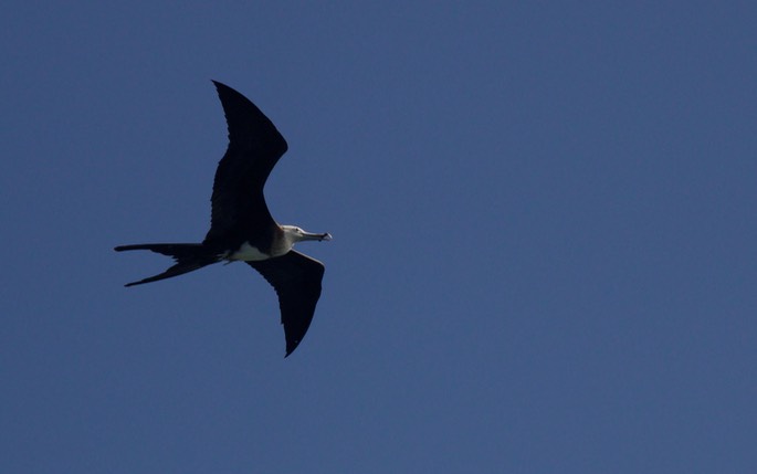 Frigatebird, Magnificent18