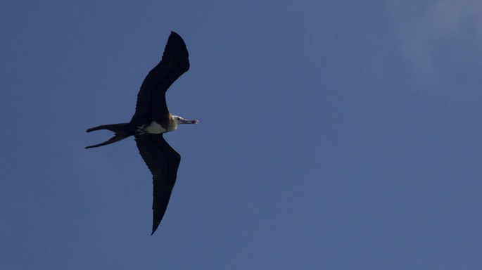 Frigatebird, Magnificent19