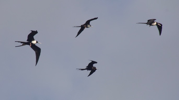 Frigatebird, Magnificent2