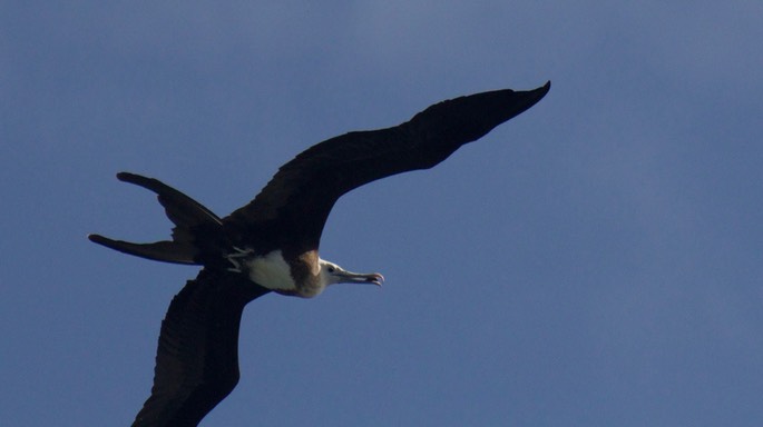 Frigatebird, Magnificent20