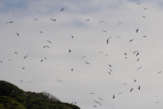 Frigatebird, Magnificent21