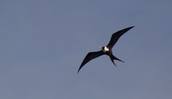 Frigatebird, Magnificent22